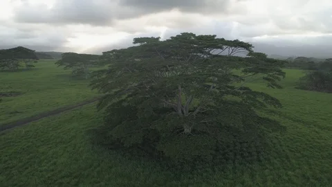 Aerial View of Beautiful Tree in an Open Field in Kauai, Hawaii Stock Footage 125817274