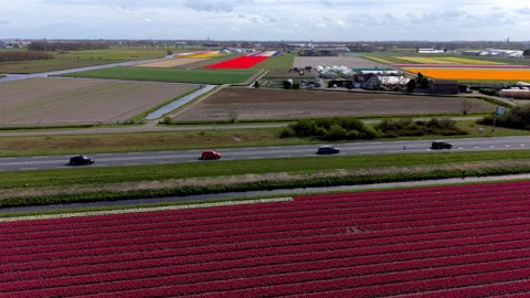Aerial view of beautiful tulip fields with colorful flower rows, highway ro.. Stock Footage 337071771
