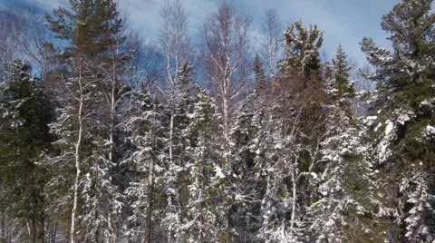 Aerial View. Beautiful Winter Forest. Snow Trees. Flying Trough. Stockbeeldmateriaal 47494936