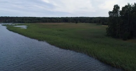 Aerial view of bed of reeds in Finland Baltic Sea. Drone slowly rising. Stock Footage 79341453