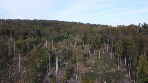 Aerial view of beech forest in autumn. Stock Footage 164054712
