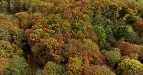 Aerial view of a beech forest with the colors of the autumn foliage Stock Footage 268491048