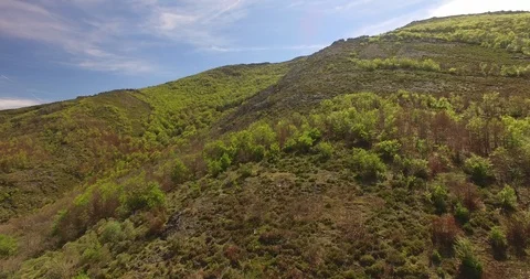Aerial view of Beech Forest Stockbeeldmateriaal 87375943
