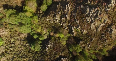 Aerial view of Beech Forest Stockbeeldmateriaal 87560752
