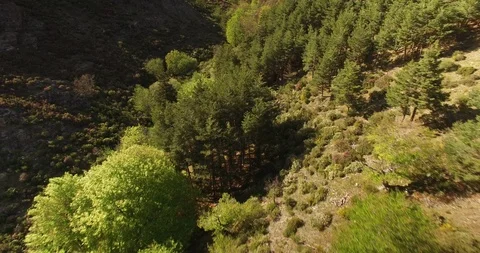 Aerial view of Beech Forest Stockbeeldmateriaal 87561306
