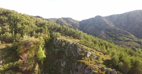 Aerial view of Beech Forest Stockbeeldmateriaal 88367756