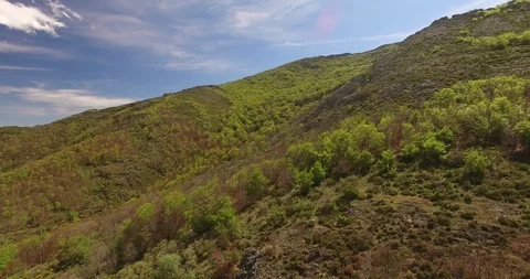 Aerial view of Beech Forest Spain 2 Stockbeeldmateriaal 87375981