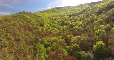 Aerial view of Beech Forest Spain 4 Stockbeeldmateriaal 87376430