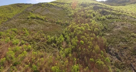Aerial view of Beech Forest Spain 6 Stockbeeldmateriaal 87378659
