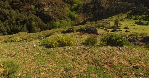 Aerial view of Beech Forest in Spain 3 Stockbeeldmateriaal 87559662