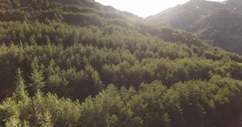 Aerial view of Beech Forest in Spain 7 Stockbeeldmateriaal 88032851