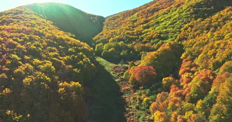 Aerial view of the beech forests with the autumn foliage Stock Footage 268492870
