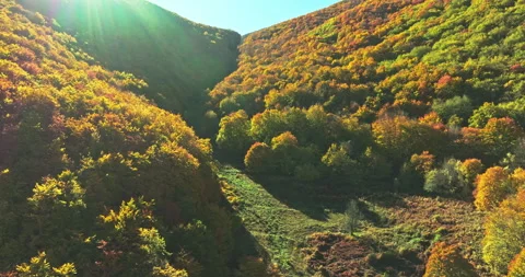Aerial view of the beech forests with the autumn foliage Stock Footage 268494178
