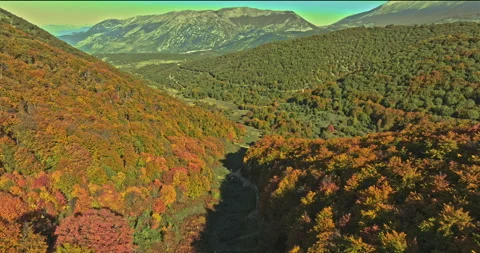 Aerial view of the beech forests with the autumn foliage Stock Footage 268494423