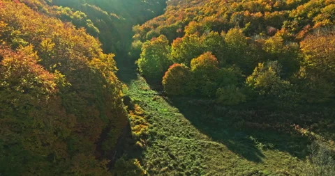 Aerial view of the beech forests with the autumn foliage Stock Footage 268495873
