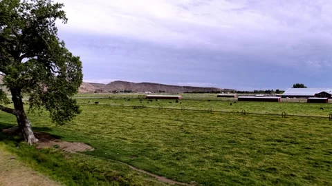Aerial View of Beef Cattle Grazing By Historic Old-West Cabin on Lush Ranch Stock Footage 340353760