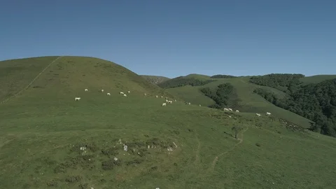 Aerial view of beef cows grazing in the mountains Stock Footage 129558916
