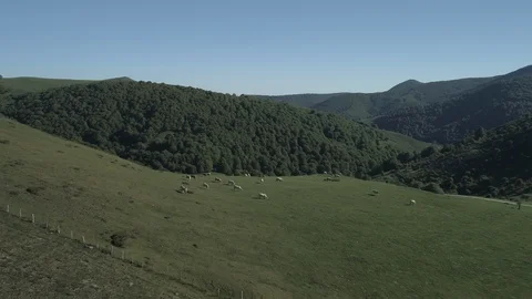 Aerial view of beef cows grazing in the mountains Stock Footage 129559039