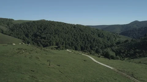 Aerial view of beef cows grazing in the mountains Stock Footage 129559270