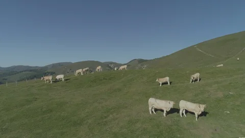 Aerial view of beef cows grazing in the mountains Stock Footage 129559438