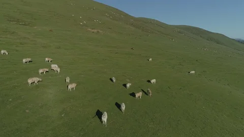 Aerial view of beef cows grazing in the mountains Stock Footage 129560333