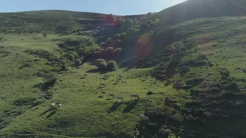 Aerial view of beef cows grazing in the mountains Stock Footage 129560488