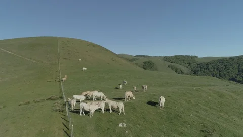 Aerial view of beef cows grazing in the mountains Stock Footage 129560543