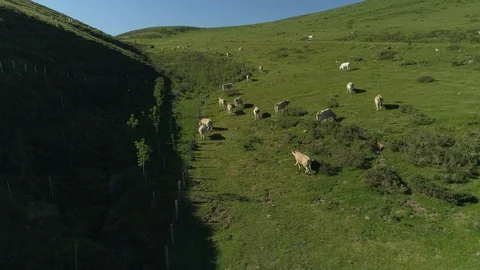Aerial view of beef cows grazing in the mountains Stock Footage 129560796