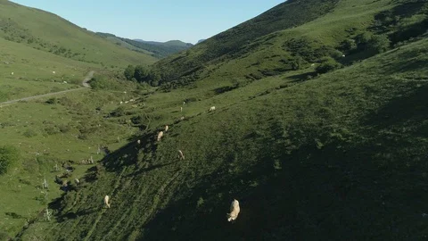 Aerial view of beef cows grazing in the mountains Stock Footage 129560871