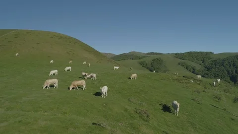 Aerial view of beef cows grazing in the mountains Stock Footage 129566429