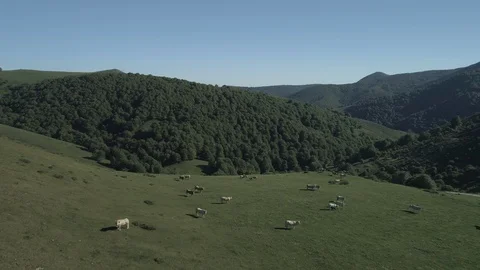Aerial view of beef cows grazing in the mountains Stock Footage 129568190
