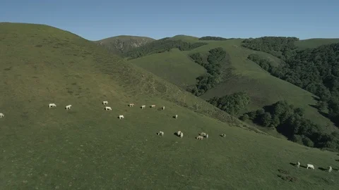 Aerial view of beef cows grazing in the mountains Stock Footage 129568417