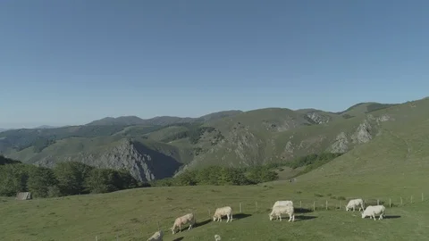 Aerial view of beef cows grazing in the mountains Stock Footage 129568903