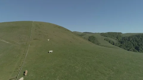 Aerial view of beef cows grazing in the mountains Stock Footage 129569074