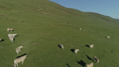 Aerial view of beef cows grazing in the mountains Stock Footage 129569746