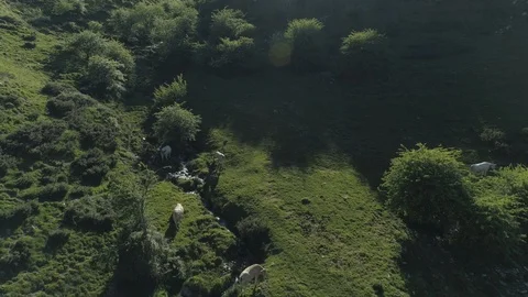 Aerial view of beef cows grazing in the mountains Stock Footage 129570170