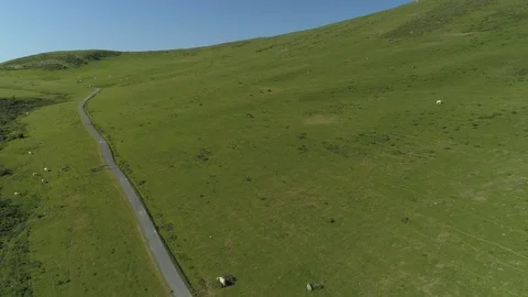 Aerial view of beef cows grazing in the mountains Stock Footage 129570504