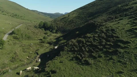Aerial view of beef cows grazing in the mountains Stock Footage 129570585