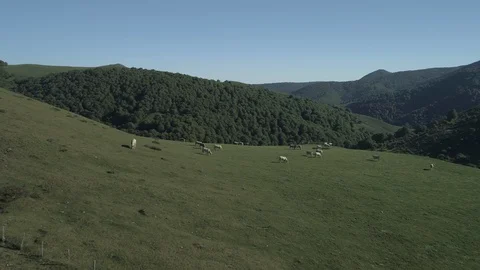 Aerial view of beef cows grazing in the mountains Stock Footage 129596981