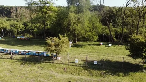 Aerial view of beekeeper working on his apiary. Bees attacked drone Stock Footage 131776295