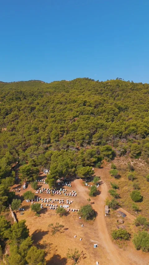 Aerial View of Beekeeping in Spetses Forest on a Sunny Summer Day Stock-Footage 331034036