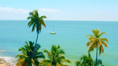 Aerial view between Palms and tropical beach 4k Video stock 116057023