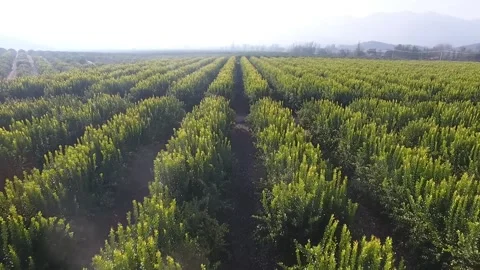 An aerial view between some small trees going through with a drone Stock Footage 139514729