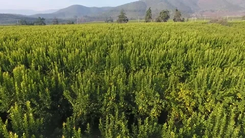 An aerial view between some small trees going through with a drone Stock Footage 139514882