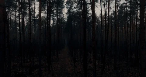 Aerial view between trees Stock Footage 89295660