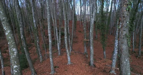 Aerial view between trees Stock Footage 101094382