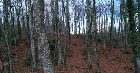 Aerial view between trees Stock Footage 101094383
