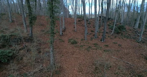 Aerial view between trees Stock Footage 101094387