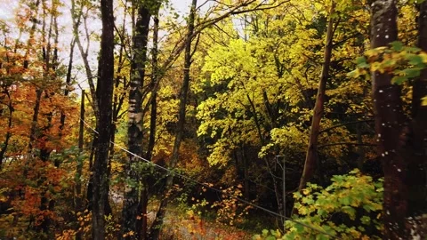 Aerial view between yellow colored trees in autumn Stock Footage 145869955