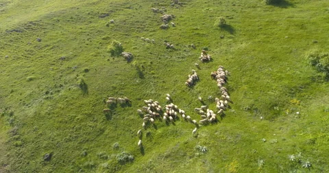 Aerial view of big flock of sheep grazing on fresh green mountain pasture. Free Stock Footage 135808450